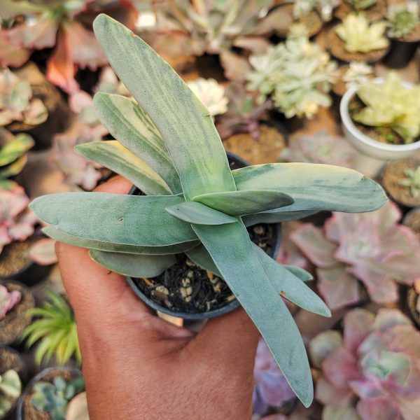 392. Crassula Falcata 'Propeller Plants' Variegated