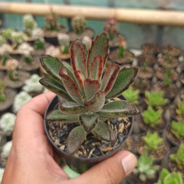 393. Kalanchoe Tomentosa Chocolate Soldier