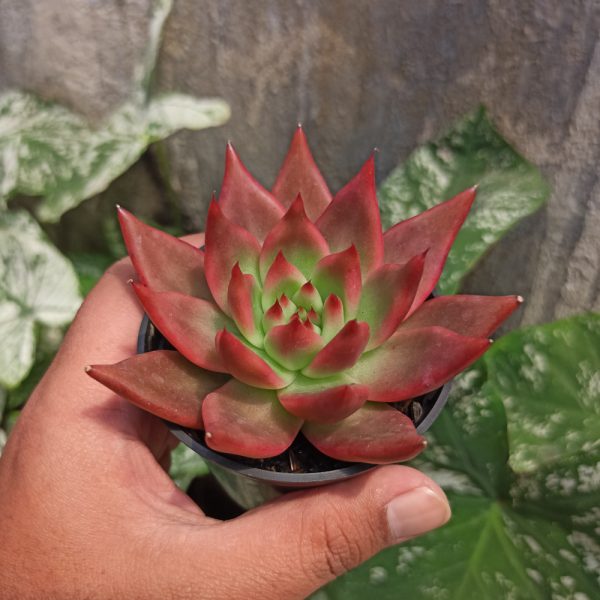 394. Echeveria Agavoides 'Frank Reinelt' Super Red