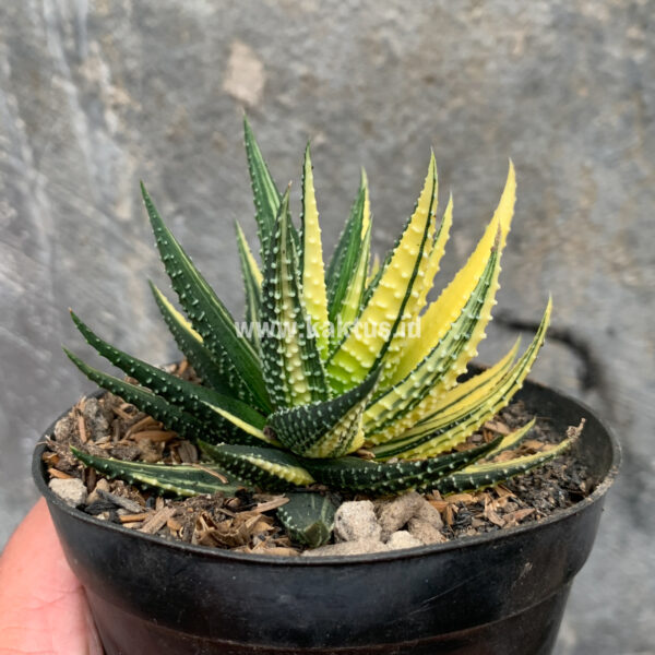 016. Haworthia Pumila Variegated