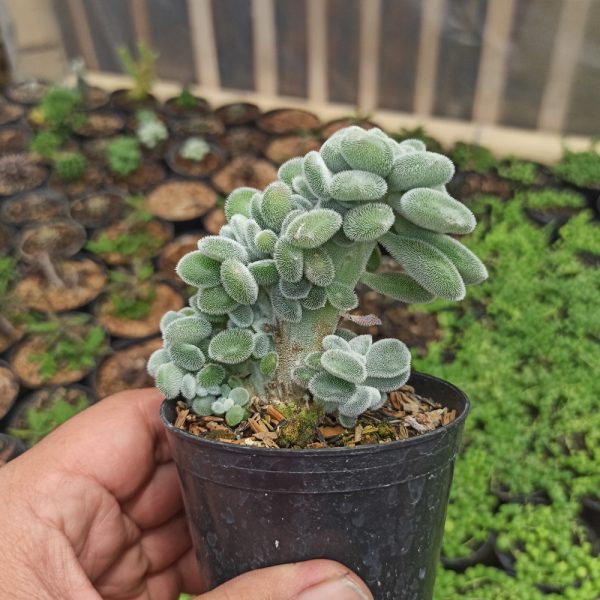 042. Echeveria Setosa Forma Cristata