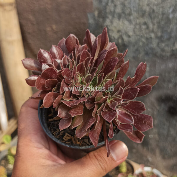 096. Aeonium Arboreum Atropurpureum Forma Cristata