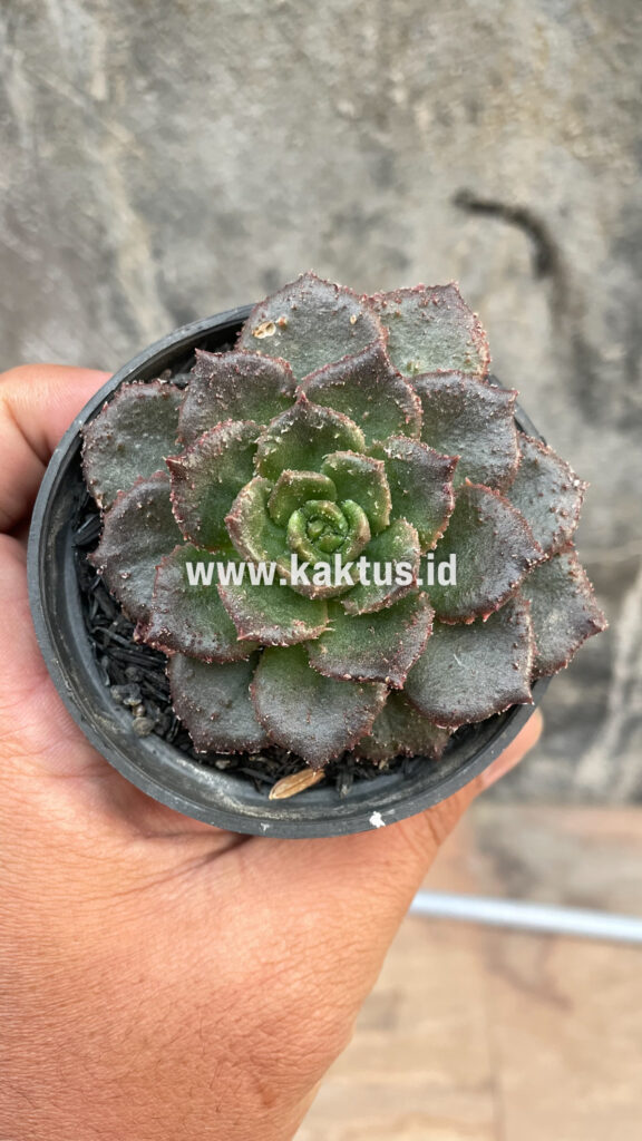 kaktus.id