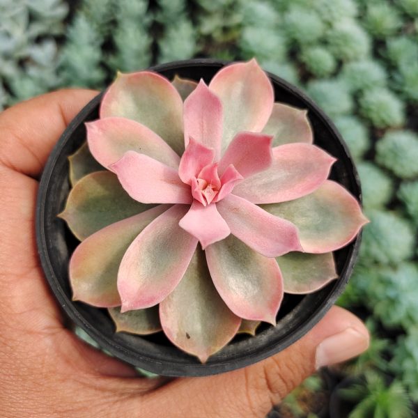 163. Echeveria Pink Perle