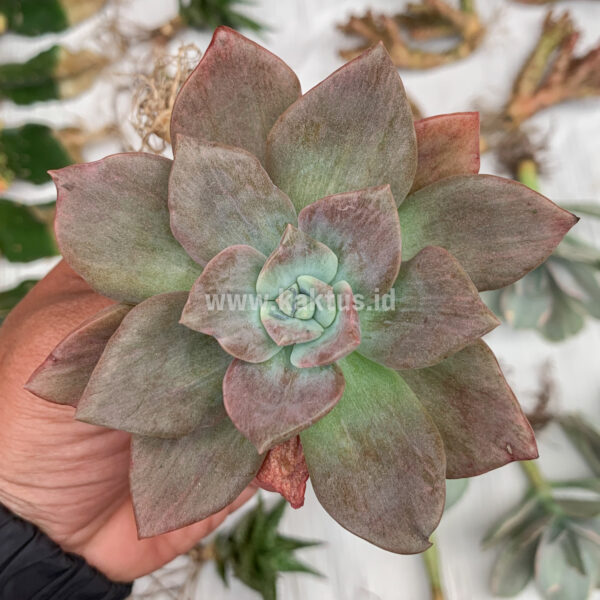 207. Graptoveria Albert Baynes Mutation