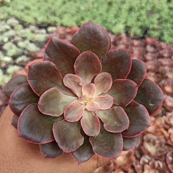 263. Echeveria 'Painted Frills'