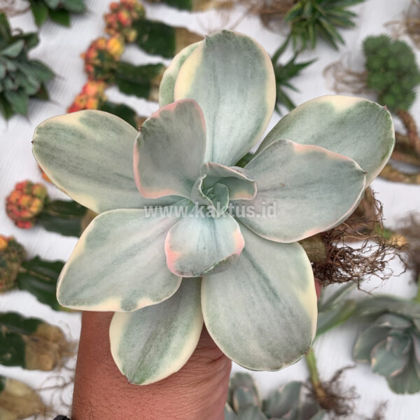 331. Echeveria Decora Variegated