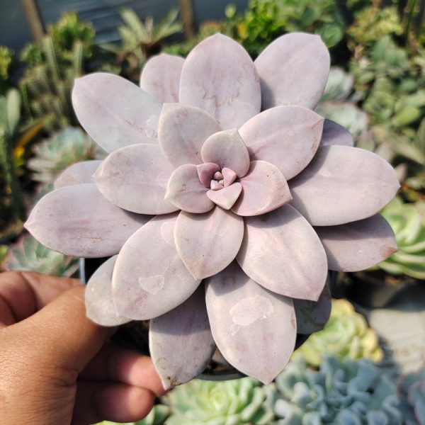 347. Graptopetalum Pentandrum Superbum