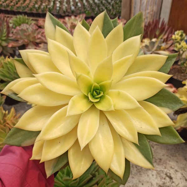 349. Echeveria Agavoides Rubella Golden Variegated Size 25 Cm