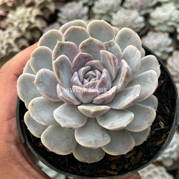 357. Echeveria Orion