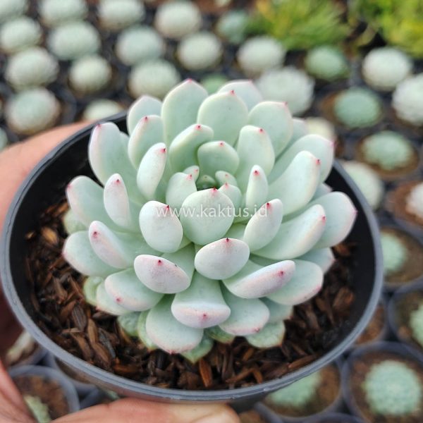 369. Echeveria Texensis