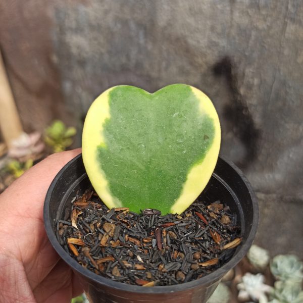 397. Hoya 'Heart' Kerrii Variegated