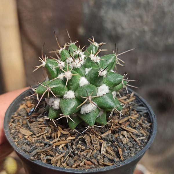 400. Mammilaria Compressa