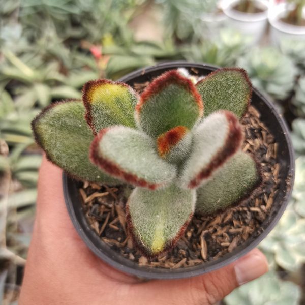 401. Kalanchoe Tomentosa Variegated