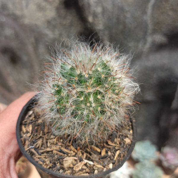 402. Mammilaria 'Hairy' Bocasana - Powder Puff Cactus