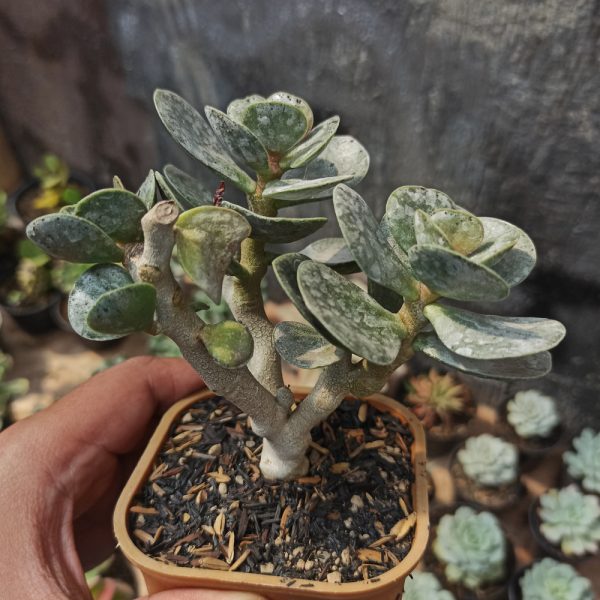 403. Adromischus Maculatus - Bonsai