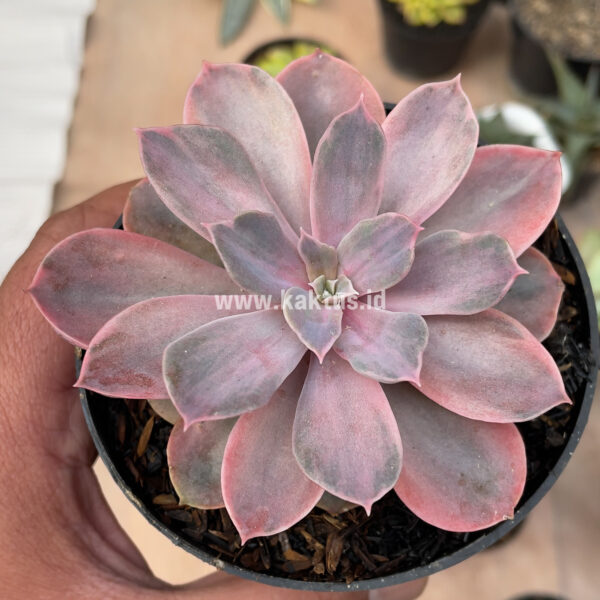 404. Echeveria Perle Von Numberg Mutation