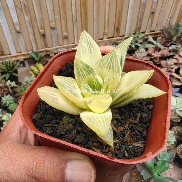 407. Haworthia Retusa Aurea Variegated