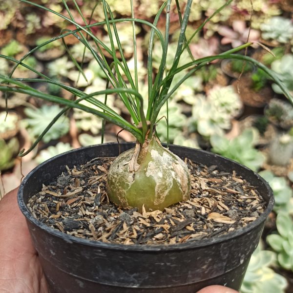 408. Albuca Humilis