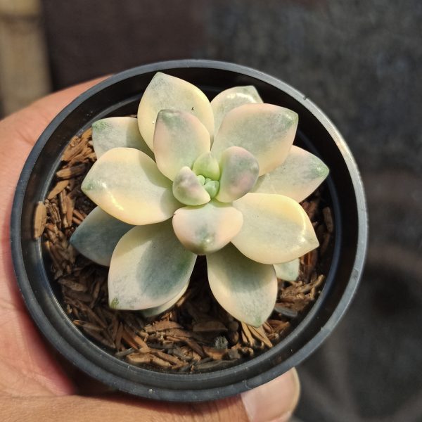 410. Graptopetalum Mendozae Variegated