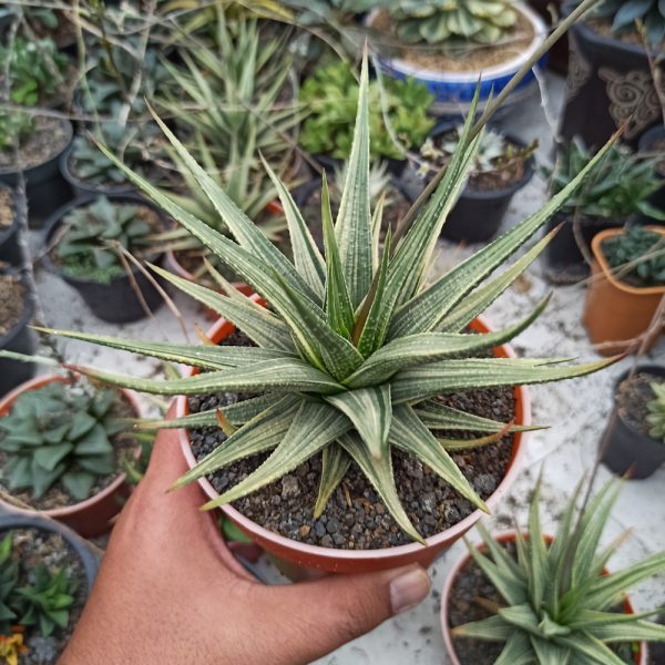 411. Haworthia Longiana Variegated Big Size 20 Cm