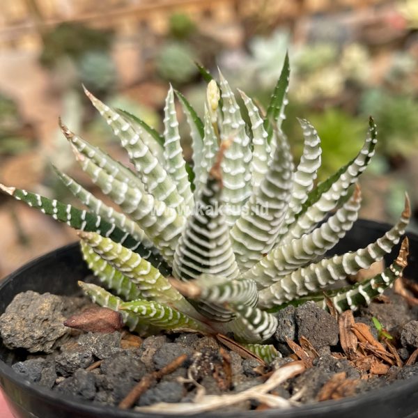 413. Haworthia Fasciata Variegated