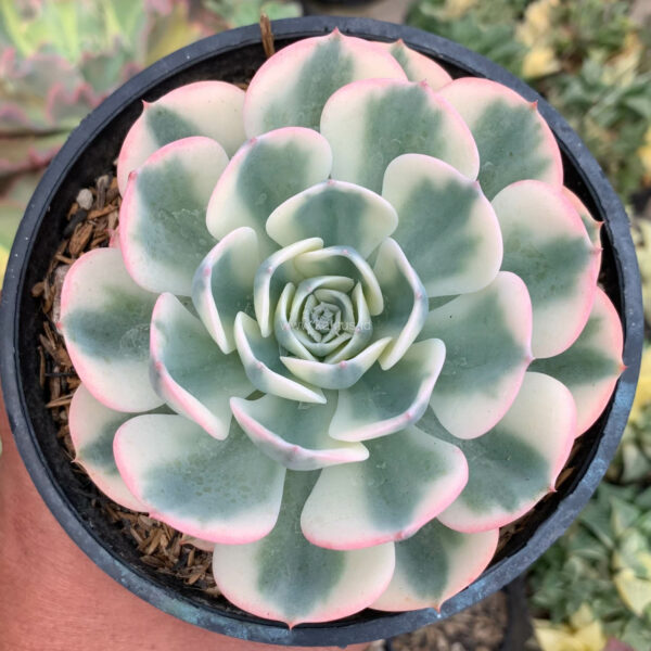 414. Echeveria Compton Carousel Variegated