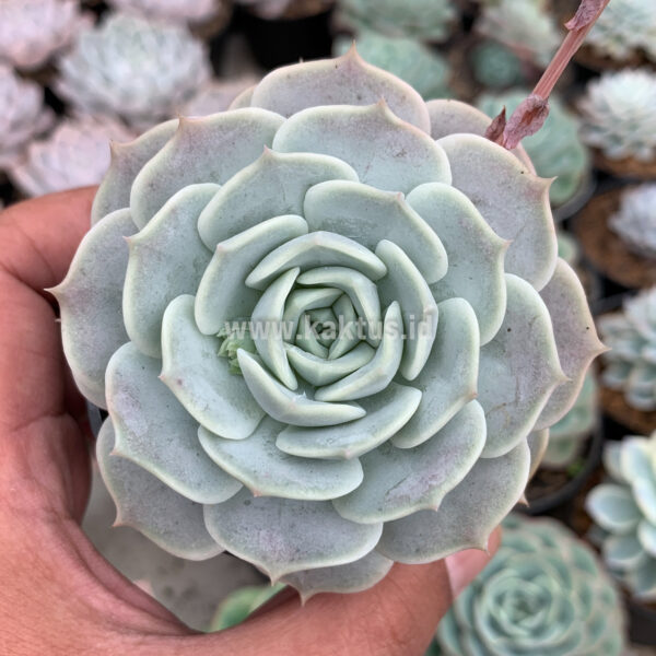 017. Echeveria 'Lola'