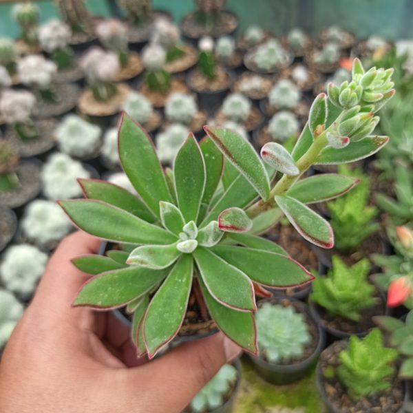 039. Echeveria Setosa Mexican Firecracker