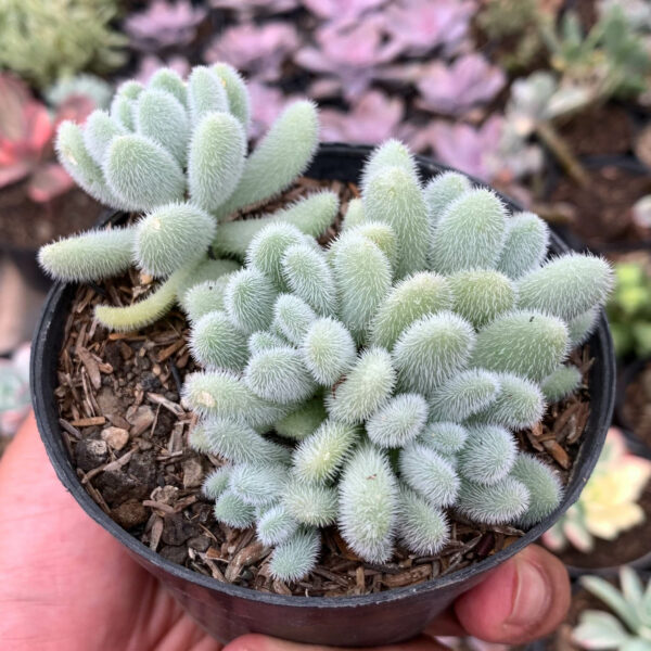 100. Sedum Hintonii