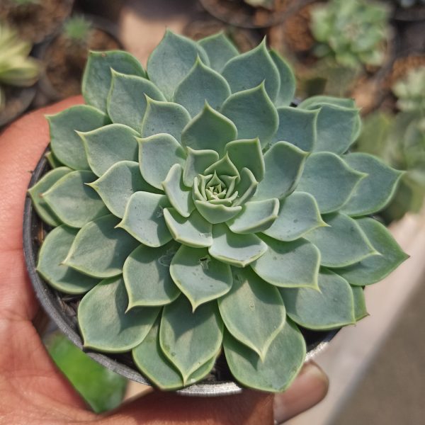 117. Echeveria Secunda