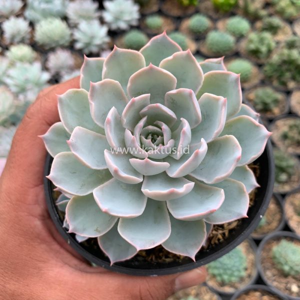 144. Echeveria Peacockii ‘Desmetiana’