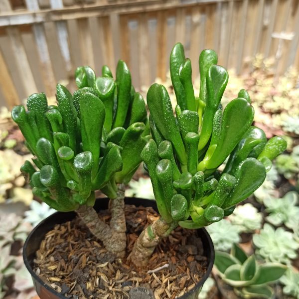 197. Crassula Ovata ‘Gollum' - Bonsai