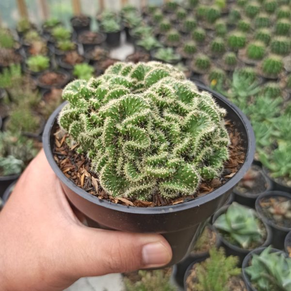 245. Austrocylindropuntia Subulata Cristata ( Appendix II – Special Permit Needed* ) / Kaktus Babat Size 11 Cm