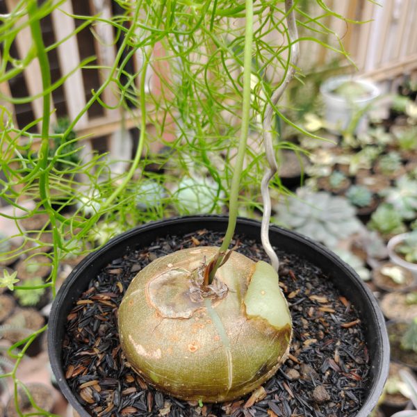 398. Bowiea Volubilis 'Sea Onion' - Climbing Onion