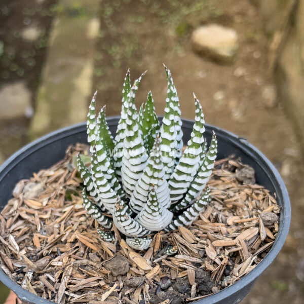 419. Haworthia Papilosa