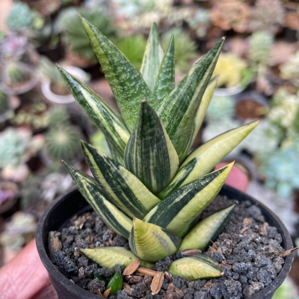 423. Haworthia Resendeana Variegated