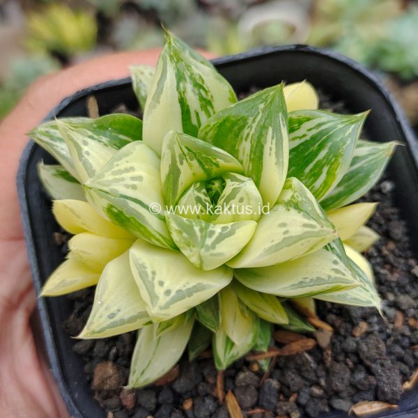 426. Haworthia Cymbiformis Hybrid Aurea Variegated