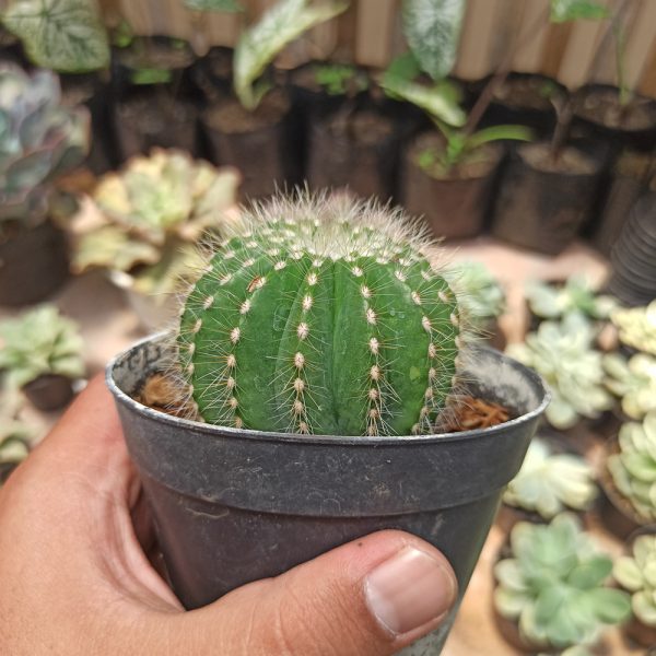 430. Notocactus Magnificus 'Balloon Cactus' (( Appendix II – Special Permit Needed* )