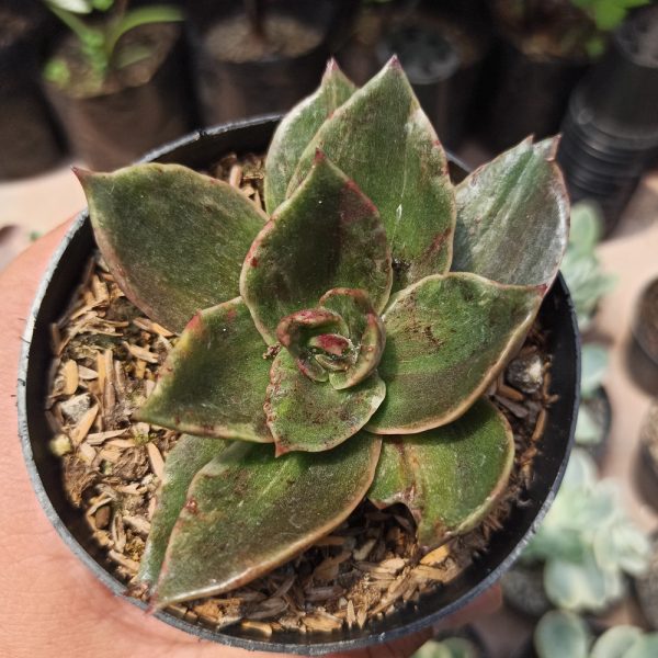 433. Echeveria Rubella Mutation