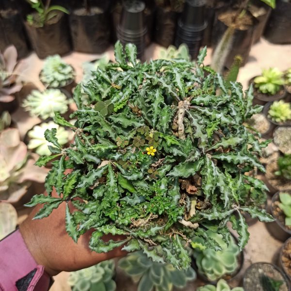 439. Euphorbia Decaryi Var. Spirosticha Size 16 Cm ( Appendix II – Special Permit Needed* )