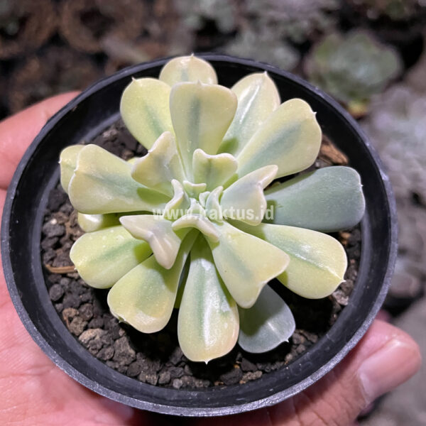 441. Echeveria Cubic Frost Aurea Variegated