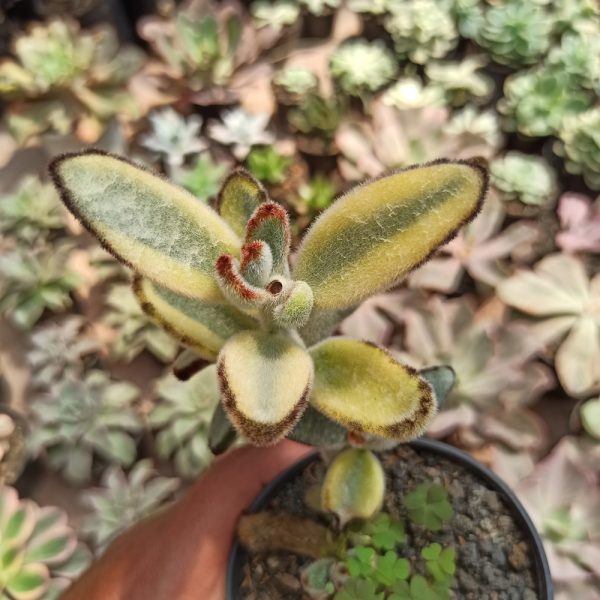 445. Kalanchoe Tomentosa Aurea Variegated