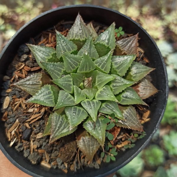 446. Haworthia Magnifica Hybrid