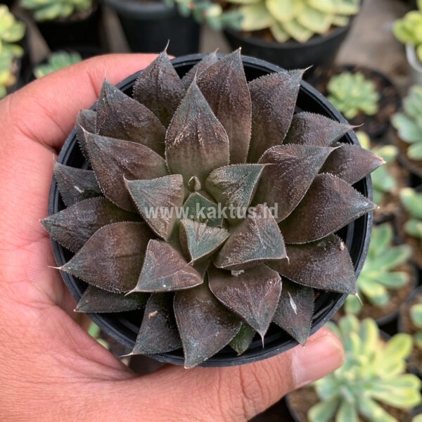 447. Haworthia CV. Chocolate