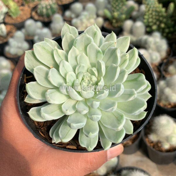 869. Echeveria Royal Chrysanthemum Variegated