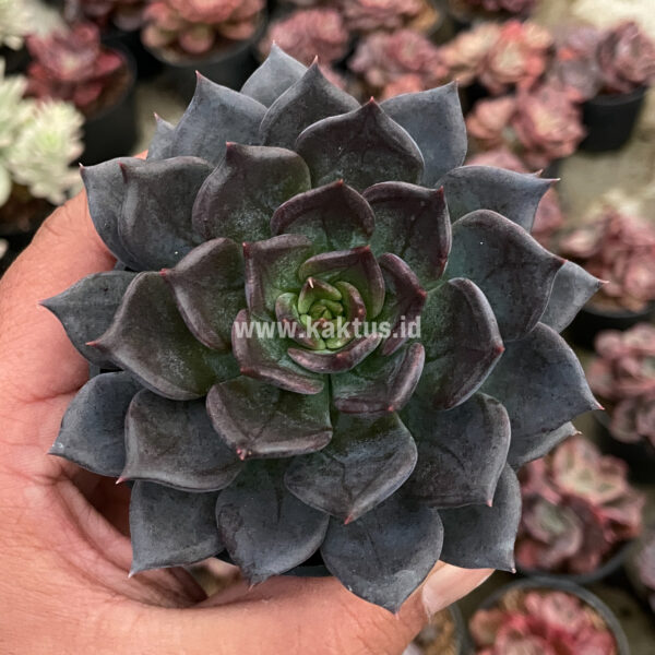 454. Echeveria Blue Prince