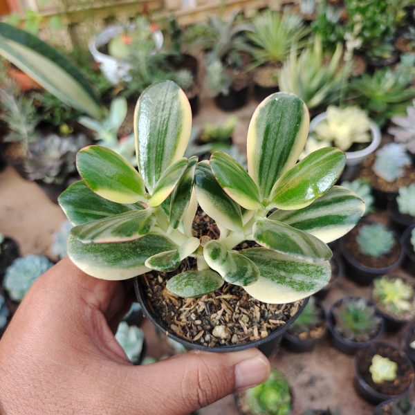 140. Crassula Ovata ‘Hummel’s Sunset’ – Golden Jade Tree