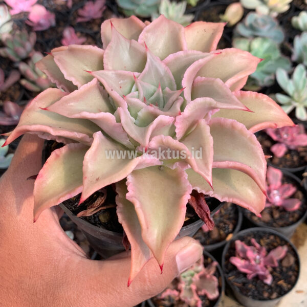 339. Echeveria Madiba