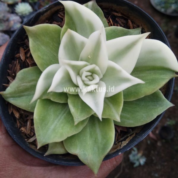 442. Echeveria Agavoides Rubella Variegated